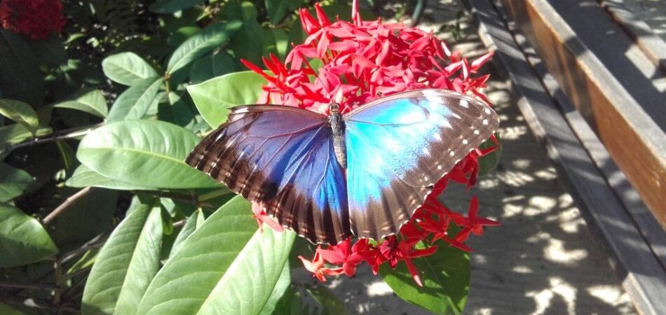 mariposario en aruba