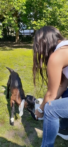 Darle de comer a cabrito en un tambo de Uribelarrea