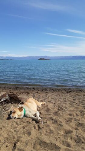 perro en la playa del Lago Argentino, Calafate