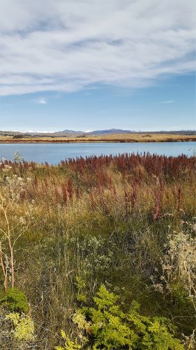 Que ver en El Calafate: Laguna nimez