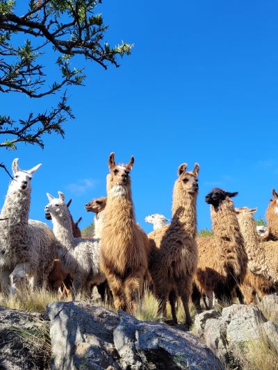 que ver en la carolina: reserva de llamas