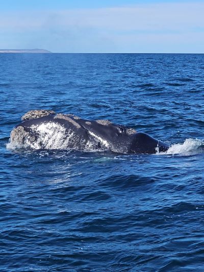 la ballena de puerto madryn