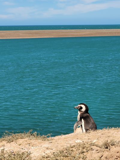 donde ver pinguinos en Puerto Madryn
