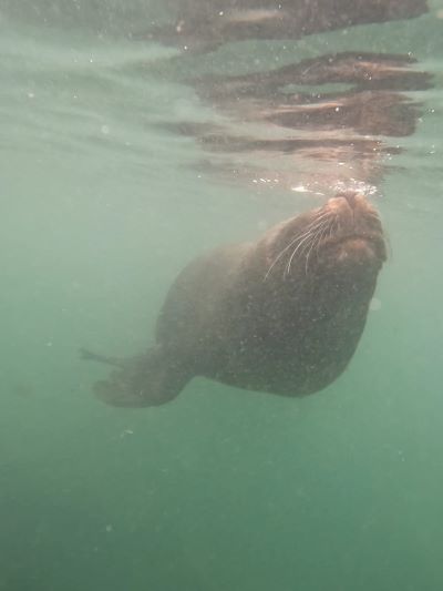 tours en puerto madryn lobos marinos