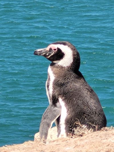 donde ver pinguinos en puerto madryn