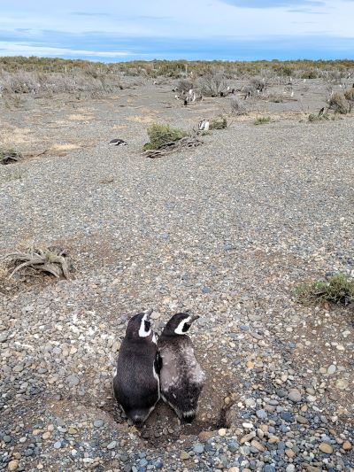 La Reserva FaunÃstica Cabo VÃrgenes