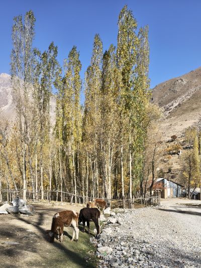 trashumancia tayikistan